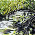 <Juniper Springs I>